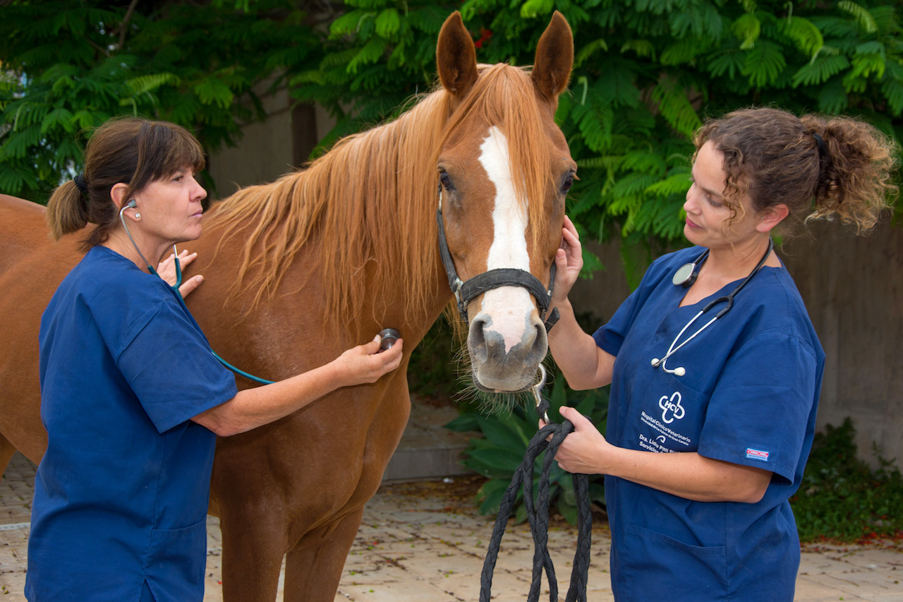 Atendiendo a un caballo en el exterior del Hospotal