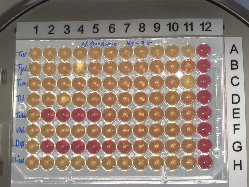 ensayo clinico de antibioticos